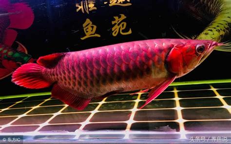 銀龍魚|龍魚這麼多種該怎麼分類？認識龍魚間的血緣與各產地 